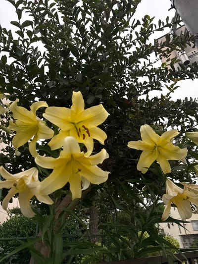 This low-angle shot captures a cluster of bright yellow lilies in bloom, with their trumpet-shaped flowers and prominent stamens facing upwards. The lilies are set against a backdrop of dark green foliage, possibly from a shrub or tree. In the upper right of the frame, a grey metallic pipe or conduit runs vertically alongside a light-colored building with visible windows. In the lower portion of the image, a dark brown railing or fence separates the foreground from a blurred background of more greenery and what appears to be more of the building. The overall lighting suggests an overcast day. This scene is located in Matsudo, Japan.
