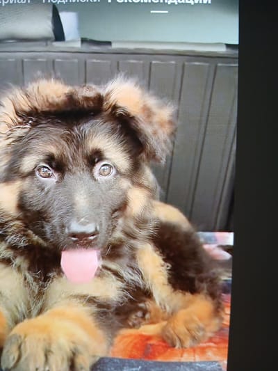 The image shows a close-up of a German Shepherd puppy with its tongue sticking out. The puppy has brown and black fur and is looking directly at the camera with wide eyes. The background appears to be a wooden wall with vertical slats. The image quality is low, suggesting it may be a screenshot from a video or a low-resolution photograph. There is no information in the image that indicates the location in Siheung-si, South Korea.