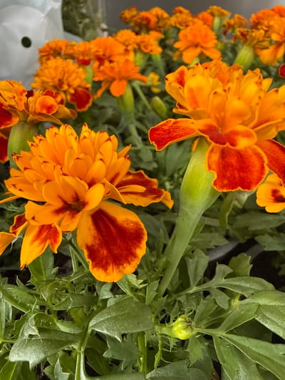 This image captures a vibrant cluster of blooming flowers, likely marigolds (Tagetes), set against a backdrop of lush green foliage. The flowers are predominantly vivid orange with distinct reddish-brown markings and streaks on their petals, giving them a two-toned appearance. Several flowers are in full bloom, showcasing their ruffled petals, while others appear to be developing or partially open.
The green leaves are deeply lobed and serrated, and the stems are thick and green. One notable detail is a small, light green flower bud, slightly spiky in texture, visible among the leaves, indicating ongoing growth. In the lower left of the image, a portion of a blurred, light-colored object with a circular dark hole is visible, possibly a pot or a garden container.
The scene conveys a sense of natural beauty and growth, likely in a garden or potted plant setting. The lighting is bright and natural, suggesting it is daytime. There is no discernible activity beyond the natural state of the blooming flowers. No text is visible in the image. The location context for this vibrant floral display is Waldshut, Germany.