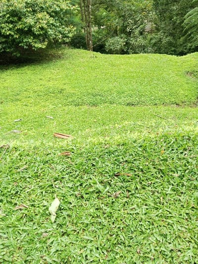 A lush, green landscape is divided into two distinct areas of vegetation. The upper section presents a dense, uniform ground cover, while the lower foreground showcases a coarser grass texture. Scattered leaves and plant debris dot the foreground, adding natural variation. The background features a backdrop of trees and foliage, creating a verdant and natural setting.