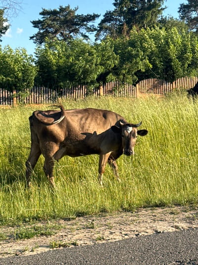 A brown cow stands in a field of tall green grass, facing the viewer. The cow has a white marking on its forehead and short horns. Behind the cow, a wooden fence runs horizontally across the image, with a line of trees and greenery beyond it. The sky is blue with a few scattered clouds. The foreground shows a patch of dry earth and gravel next to a dark asphalt surface. The overall scene appears to be a rural or semi-rural setting in Азгінавіцкі сельскі Савет, Belarus.