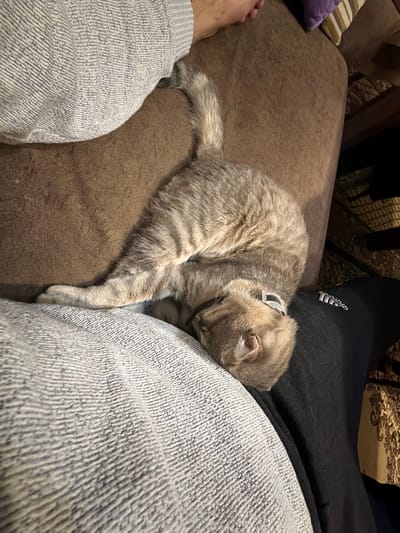 A gray tabby cat with a collar is curled up asleep on a brown couch. The cat is nestled against a person's legs. The person is wearing gray pants and black pants. The background is out of focus, but there is a patterned carpet visible. This image does not contain enough information to verify the location as Novxanı, Azerbaijan.