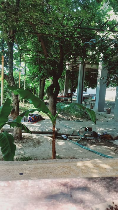 This media file shows an outdoor scene in Нуъмон Розиқ, Tajikistan. The image is oriented vertically and features lush green foliage from trees and banana plants in the foreground and mid-ground. Sunlight filters through the leaves, casting dappled shadows on the sandy ground and a concrete path.

In the mid-ground, a person is partially visible, lying down on the ground, covered by a colorful cloth. They appear to be resting or sleeping. To the right of the person, a green hose is visible, suggesting that gardening or watering might be taking place. Several concrete pillars and a section of a building are visible in the background, indicating a residential or outdoor living space. The overall impression is one of a warm, sunny day in a rural or semi-rural setting, possibly a garden or yard. The light suggests it is daytime, likely morning or afternoon, with clear weather. There is no visible text in the image.