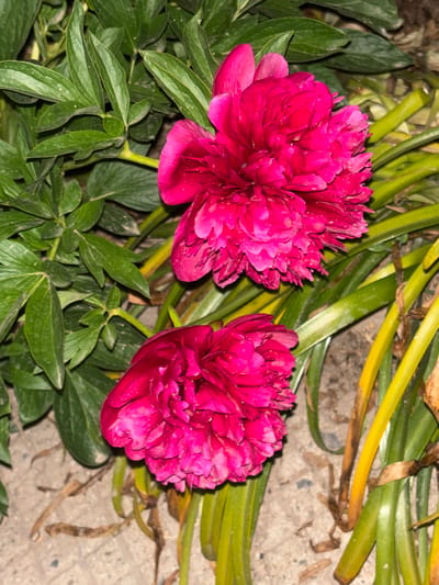 Two magenta peony flowers dominate the foreground. The left flower is fully open, revealing intricate petal arrangements. The right flower is slightly smaller and less open. Below the left flower are green peony leaves. Behind the flowers are green, cylindrical stalks, with some yellowed stalks. The surface in the background appears to be concrete. The location is unknown; no evidence points to Manole, Bulgaria.