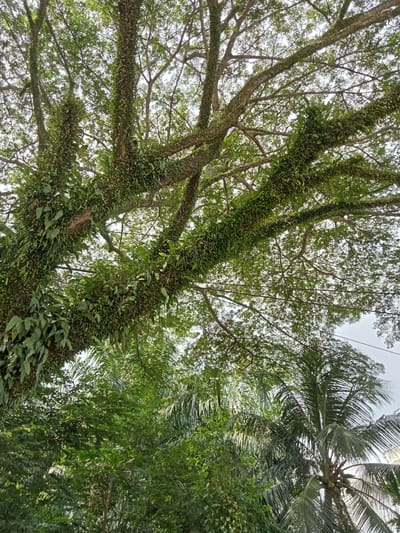 This is a low-angle shot of a large tree heavily laden with epiphytic ferns, viewed from below against a bright, overcast sky. The tree's thick branches, covered in dense green foliage of the ferns, spread out in a complex network. Below this dominant tree, various other green trees and the fronds of a coconut palm tree are visible. The image appears to capture a natural environment, possibly a park or a residential area with abundant vegetation, in the city of Melayu Besar Kota, Indonesia. No people are present in the frame, and there are no observable actions or interactions. The scene is static, focusing on the lush greenery and the intricate structure of the tree and its epiphytes.