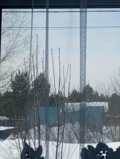 The image displays an outdoor scene in the city of Яромаска, Russia, observed through a window. Sheer white curtains are visible in the foreground, creating two prominent vertical translucent stripes and a dark, cutout floral pattern at the bottom, partially obscuring the view. The ground is covered in a layer of snow, suggesting a winter or early spring setting. Numerous bare deciduous trees and shrubs with visible buds populate the foreground and midground. In the midground, two single-story residential structures are visible behind the trees; both feature distinctive teal-colored pitched roofs. The structure on the left has a dark fence line adjacent to it. Evergreen trees are present in the deeper background. Overhead, against a light blue, possibly overcast sky, two horizontal utility lines are discernable. No human figures are depicted.