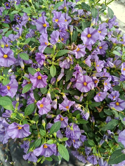 A close-up, eye-level shot captures a dense cluster of vibrant purple flowers with yellow centers, interspersed with dark green leaves. The flowers, some fully open and others in bud, exhibit a delicate, star-like shape with five petals. The lighting is bright, highlighting the rich colors of the flora. The background is blurred, suggesting an outdoor setting, possibly a garden or park in Tuusniemi, Finland. No people or specific urban elements are visible.