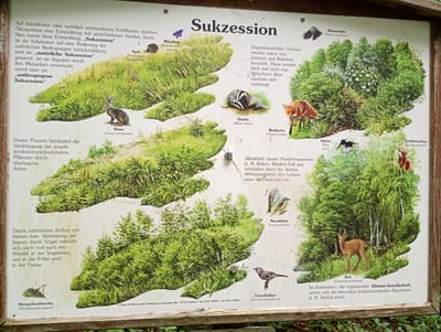 This is a photograph of an informational sign about ecological succession, likely located in Brannenburg, Germany, as indicated by the imprint "Natur im Bild GmbH · Ofenhauser Landstraße 20b · 37124 Rosdorf". The sign is made of a white material with printed illustrations and text. The title of the sign is "Sukzession".

The sign depicts various stages of ecological succession with illustrations of plants and animals. The top left section describes the concept of succession, distinguishing between natural and anthropogenic succession. There are illustrations of a hedgehog labeled "Igel (Erinaceus europaeus)" and a butterfly labeled "Bläuling (Polyommatus icarus)". Below this, a rabbit is depicted and labeled "Hase (Lepus europaeus)".

The central part of the sign shows a badger labeled "Dachs (Meles meles)" and a red fox labeled "Rotfuchs (Vulpes vulpes)". The text describes how initially vegetated-free areas are colonized by grasses and herbs, followed by shrubs and then trees.

The lower left section illustrates natural afforestation through seed dispersal by wind and birds, leading to changes in vegetation and fauna. An insect labeled "Strauchschrecke (Pholidoptera aptera)" is shown.

The right side of the sign depicts a more advanced stage of succession with trees. There are illustrations of a blue tit labeled "Blaumeise (Parus caeruleus)", a magpie labeled "Elster (Pica pica)", a robin or similar bird labeled "Neuntöter (Lanius collurio)", and a squirrel labeled "Eichhörnchen (Sciurus vulgaris)". A deer is shown in the lower right section, labeled "Reh (Capreolus capreolus)", with text indicating the climax community dominated by strong competing tree species like beech.

The sign is mounted outdoors, as suggested by the natural lighting and the wooden frame. The background behind the sign is blurred, but appears to be greenery, possibly indicating it is placed in a natural or park-like setting. No people are visible in the photograph. The overall impression is of an educational display in an outdoor environment.