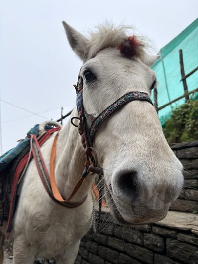 A white horse stands in Ghandruk, Nepal, captured from a low-angle, close-up perspective. The horse's head is equipped with a multi-colored woven fabric bridle featuring dark leather straps and a small reddish-brown decorative tuft on its forehead. A plaid blanket in blue, green, and red patterns, along with orange and red harness straps, is visible on its back. The background consists of an overcast sky above. To the lower right, a dark grey dry-stacked stone wall is present. Above the wall, a light green tarp structure with vertical wooden supports is partially visible, interspersed with green foliage. No human figures are present in the scene.