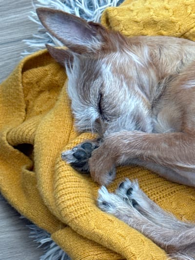 A light brown, scruffy dog is sleeping curled up on a yellow knitted blanket. The dog's eyes are closed, and its paws are tucked in. The blanket has a textured pattern and is placed on a gray, fuzzy rug. The scene is illuminated by natural light. The image does not contain any information about the city of Vlasikha, Russia.
