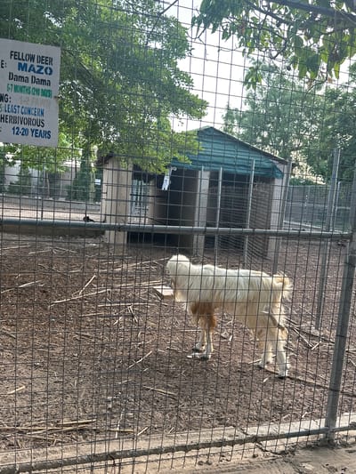 A white goat with shaggy fur stands in a dirt enclosure behind a wire fence. Behind the fence, there are several small structures and trees. A sign on the fence reads "FELLOW DEER MAZO Dama Dama 6-7 MONTHS (210 DAYS) NG: 1-2 FAWN S: LEAST CONCERN HERBIVOROUS 12-20 YEARS". The image appears to be taken in the city of Batagarawa, Nigeria, at a zoo or wildlife enclosure.