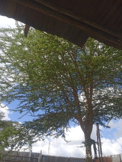 The image presents an outdoor scene within Kaputiei North ward, Kenya, captured on 2025/11/26 at 13:03. The view is angled upwards, with a dark, possibly weathered wooden or corrugated iron structure, likely a roof overhang, occupying the upper portion of the frame. A large deciduous tree with a dense canopy of small green leaves and multiple visible branches dominates the central and upper-mid sections of the scene. Several distinct ovoid nests, consistent with avian construction, are suspended from the tree's branches. The background features a partially cloudy blue sky with scattered white cumulus formations. In the lower third of the image, a corrugated metal fence is visible, running horizontally. Beyond this fence, a slender utility pole or mast is present on the left, and another wooden utility pole stands to the right of the tree trunk, accompanied by overhead electrical or communication lines. No individuals or direct interactions are depicted.