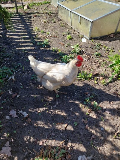 The image shows a white chicken standing on dark soil in a yard. The chicken has a red comb and wattle. To the left is a small greenhouse. Shadows from a fence or structure are cast across the soil. Scattered leaves and small plants are visible on the ground. The location is Ganderkesee, Germany.