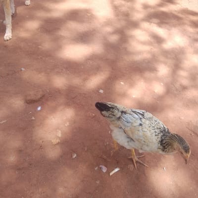 The image displays an outdoor scene in Kola ward, Kenya, featuring a reddish-brown dirt ground with dappled shadows. In the lower right and center, a domestic chicken, exhibiting mottled white, light brown, and black plumage, stands with its head oriented downwards towards the ground. Its visible legs and beak are yellow. Scattered on the ground near the chicken are small pieces of light-colored organic debris. In the upper left quadrant, the lower legs and paws of a light-colored canine are partially visible. No direct interaction between the animals is evident.