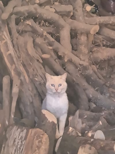 A cream-colored cat with striking blue eyes sits prominently in the foreground, looking directly at the camera. Its fur appears light and soft, contrasting with the rough textures of its surroundings. The cat is positioned in front of and partially nestled within a large, densely packed pile of cut logs, branches, or tree roots, which fills the entire background of the image.
The logs are weathered, with varied tones of muted brown and grey, and appear somewhat dusty or covered in small debris, visible in the detailed crops. Many of the logs are gnarled and irregular in shape, indicating their natural origin and perhaps a state of being dried or aged. The overall lighting is soft and diffused, contributing to a warm, earthy color palette. The scene suggests an outdoor or semi-sheltered rural environment, possibly a storage area for wood. No specific activity is taking place other than the cat calmly observing its surroundings and the photographer. There is no visible text in the image. The setting aligns with a rural location like Fontanarejo, Spain.
