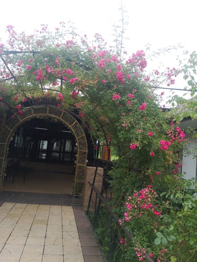 The image depicts an outdoor scene in Kasumkent, Russia, featuring a decorative archway covered in vibrant pink roses and lush green foliage. The archway appears to be a pathway leading into a building with a covered outdoor seating area, suggested by the presence of tables and chairs visible through the arch. The ground in front of the archway is paved with light-colored square tiles.
The arch itself is a metal structure, possibly gold-colored, with a mesh-like texture, supporting the climbing roses. The roses are abundant and in full bloom, creating a picturesque entrance. The scene is set on what appears to be a cloudy day, with the sky a pale, washed-out white. The greenery extends beyond the archway, with more rose bushes and other plants visible on the right side of the frame, bordering a white building.
There is no visible text in the image. The overall impression is one of a charming, well-maintained garden or outdoor dining area, likely during the daytime given the ambient light. The lush floral display suggests a warm season, possibly late spring or summer. The scene is tranquil and inviting.