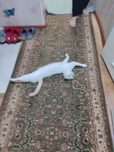 A white cat with an orange tail is lying on its back on a patterned rug. The cat is in the center of the frame, stretched out with its legs in the air. Its head is tilted slightly, and its eyes are partially closed, suggesting it is relaxed or sleepy. The rug has a floral pattern in shades of green, red, and cream. To the left of the cat, there are several pairs of slippers and shoes. A blue butterfly sticker is on a light-colored wall in the background. On the right side of the image, a person's feet, wearing black pants, are visible, stepping onto the rug. The scene appears to be indoors, likely in a home, given the presence of slippers and a rug. The lighting suggests it could be daytime, but there are no external windows visible to confirm the time of day or weather. There is no visible text in the image.