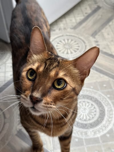 An overhead, slightly angled medium shot shows a brown and black striped cat standing on a tiled floor. The cat is looking up at the camera with bright yellow eyes. Its ears are pointed upwards and its long white whiskers are spread wide. The floor is light gray with a subtle pattern of circular designs. The background is out of focus and shows a light-colored wall and a sliver of a door. The image was taken in Gornyi Erik, Russia.