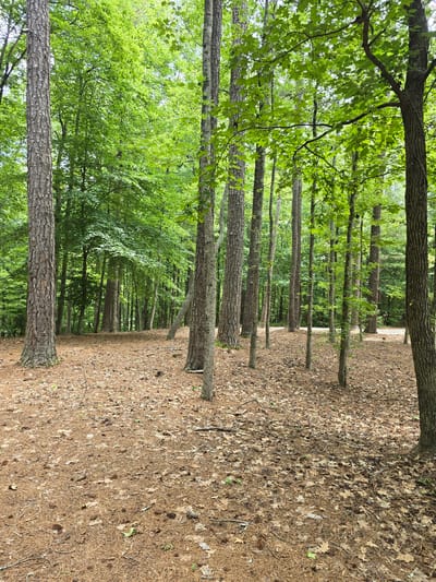 This media file shows a forest path in Alpharetta, United States. The scene is dominated by tall trees with rough bark and lush green foliage, suggesting a warm, possibly summer, day. The path itself is covered in a thick layer of fallen leaves and pine needles, indicating a natural, perhaps unmanicured, outdoor environment.

The perspective is that of someone walking along the path, looking towards the trees. The trees are aligned in a way that suggests a maintained trail or a natural clearing within the forest. The sunlight filters through the leaves, creating dappled light and shadows on the ground. The overall mood is peaceful and serene, evoking the tranquility of a walk in nature. There are no people or specific objects visible, emphasizing the natural setting. The image captures the essence of a quiet forest walk, with the sounds of nature implied rather than shown.