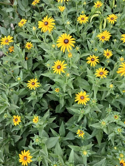 The image shows a dense patch of Black-eyed Susans (Rudbeckia hirta) in full bloom, set against a background of their dark green foliage. The flowers are predominantly yellow with dark brown centers, and their petals are spread outwards, creating a star-like appearance. Many of the flowers are in various stages of development, with some fully open and others in bud. The overall impression is one of vibrant natural beauty. The provided crops offer closer views of individual flowers and clusters, highlighting the detail of their petals and centers. This scene is consistent with a garden or natural setting within the city of Коктал, Kazakhstan, where such flowers commonly grow. There are no people or animals visible in the image. The environment appears to be an outdoor space, likely a garden bed or a wildflower meadow.