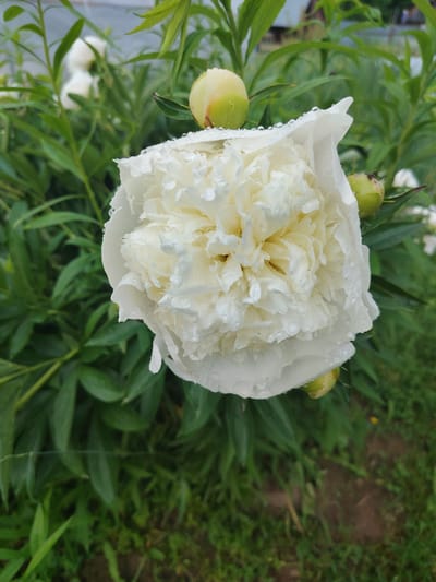 A white peony, adorned with raindrops, is the central subject of the image, positioned in the foreground. The flower is lush and voluminous, with many petals densely packed together, some slightly unfurled and showing their creamy white texture. Droplets of water are visible on the petals, indicating recent rain or dew. To the left and right of the main bloom, several green peony buds are visible, some still tightly closed and others just beginning to open. The background is filled with vibrant green foliage, characteristic of a garden setting. The leaves are lush and varied in size and shape. In the far background, out of focus, a hint of a structure, possibly a building with a roof, can be discerned, suggesting an outdoor residential area. The ground below is a mix of green grass and darker soil patches. The overall scene captures the delicate beauty of a peony after a rain shower in a garden, likely located in Novaya Prismara, Russia, given the provided context.