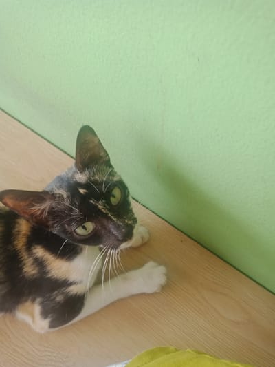 A calico cat with green eyes is lying on a wooden surface in front of a light green wall. The cat is looking to its right. Part of a yellow fabric is visible in the lower right corner of the image. The scene is indoors.