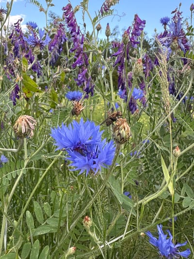 This is a medium-shot, eye-level, vertical, outdoor photograph of a meadow filled with various wild flowers. The foreground is dominated by several bright blue cornflowers (Centaurea cyanus), with their spiky petals clearly visible. In the background, a dense field of purple flowers, likely wild vetch (Vicia spp.), creates a vibrant contrast. Green foliage and stems are abundant throughout the scene, with a few dried seed heads also present. The sky above is a clear blue. The photograph was taken in the city of Wilczyce, Poland.