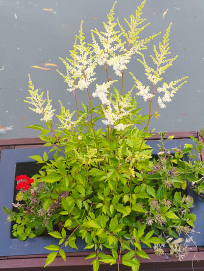 This image shows a close-up of a planter box filled with lush green foliage and delicate white and yellow flowers. The planter box sits on a wooden surface, and behind it is a body of water with several small, orange-colored fish visible beneath the surface. The water is a muted gray color, suggesting it may be overcast or the water itself is not particularly clear.

The plants in the planter appear healthy and vibrant, with the white and yellow feathery plumes of flowers creating a soft, airy contrast against the darker green leaves. There is also a small cluster of bright red flowers on the left side of the planter, adding a pop of color to the composition. Some dried seed heads or spent flowers are also visible, indicating that the plants are in bloom or have recently bloomed.

The setting appears to be outdoors, possibly in a garden, by a pond, or on a deck overlooking water. The natural lighting suggests it is daytime, but the light quality does not provide definitive clues about the specific time of day. The overall mood is peaceful and natural, highlighting the beauty of the plant life. No people, text, or specific events are discernible in the image. The location context provided, Verkhnii Lars, Russia, places this scene in a geographical region known for its natural landscapes.