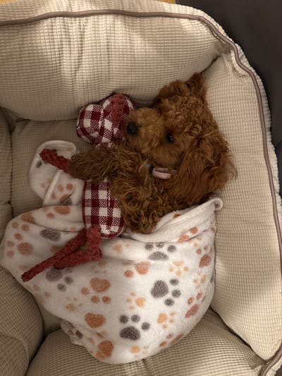 The scene, located in the city of Marum, Netherlands, depicts a reddish-brown, curly-haired dog, resembling a poodle, lying in a light-beige, ribbed pet bed. The dog is partially enveloped by a white, soft blanket featuring multi-colored paw print patterns in shades of brown, orange, and grey. Its head is visible, tilted slightly, with dark eyes and a partially open mouth revealing a pink tongue and some lower teeth. A red and white checkered fabric toy, possibly a bone shape, with attached red rope-like extensions, rests on the blanket and near the dog's chest area. The pet bed exhibits a corduroy-like texture and has a raised, padded border lined with dark piping. The immediate background outside the bed appears dark, providing a contrast to the lighter bedding.