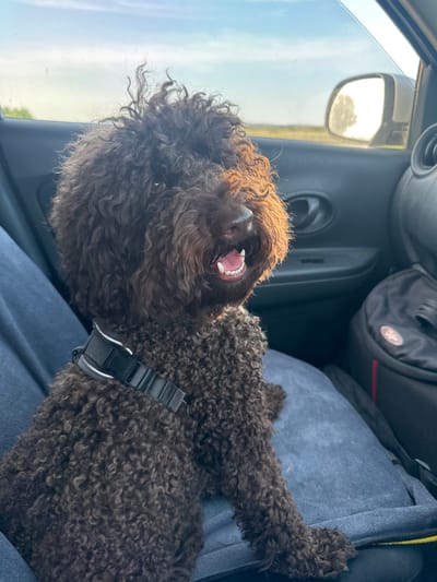 A brown, curly-haired dog is lying down inside a car, with its head tilted back and mouth open. The dog appears to be happy or excited, with its tongue visible and teeth bared. It is wearing a black harness with a silver buckle. The background shows the interior of the car, including a gray seat, a black bag, and a side mirror reflecting the outside. The view through the car window suggests it is daytime, with bright, possibly sunny weather. The scene is set inside a vehicle, possibly in a rural or suburban area, given the glimpse of greenery and open sky. No visible text is present in the image.