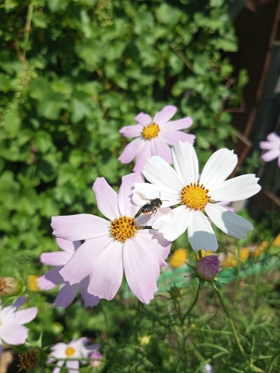 A close-up, eye-level shot captures a bee actively engaged on a white cosmos flower. The bee, with its distinctive striped body and visible wings, is positioned on one of the white petals, its head near the flower's yellow center. Several other cosmos flowers, primarily in pale pink and white hues, are visible in the background, out of focus. The environment is lush and green, with foliage dominating the background, suggesting an outdoor setting like a garden. A hint of a wooden fence structure is visible to the right, adding a subtle detail to the natural scene. The lighting indicates it is daytime, with sunlight casting soft shadows. The scene is located in the city of Zavyalovo, Russia.