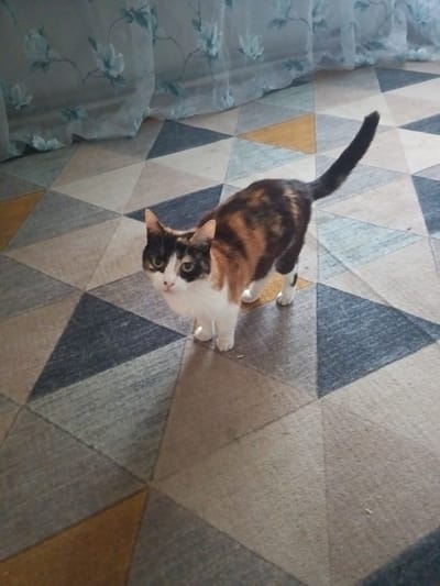 A calico cat stands on a geometric patterned carpet. The cat is facing the camera with its ears perked up. The carpet has a pattern of triangles in shades of blue, grey, brown, and yellow. In the background, a sheer curtain with a floral pattern is visible. The scene is indoors, likely in a residential setting. There is no information in the image to suggest its location in the city of Sasovo, Russia.