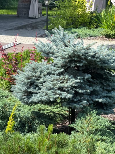 The image depicts a meticulously landscaped garden with various coniferous trees and shrubs. In the foreground, several types of evergreens are visible, including what appears to be a blue spruce as the central subject. The blue spruce is dense and has a characteristic silvery-blue foliage. Surrounding it are smaller, green shrubs, some with a more feathery texture, and in the very front, bright green pine needles. In the mid-ground, to the left of the blue spruce, is a shrub with striking reddish-purple foliage. The background reveals more greenery, including lush bushes and what might be larger trees. A paved pathway, possibly made of concrete pavers, is visible in the upper left portion of the image, suggesting an outdoor setting like a park or a private garden. There are no people or animals present in the image. The scene appears to be well-maintained and bathed in natural sunlight, casting shadows on the ground. The overall impression is one of a tranquil and verdant outdoor space.