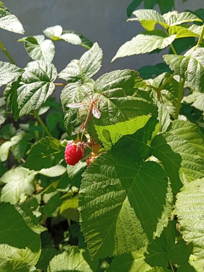 A close-up, sunlit shot captures a single, ripe raspberry on a bush, its vibrant red color contrasting with the surrounding lush green leaves. Perched on a leaf directly above the berry is a long-legged insect, possibly a crane fly, its delicate wings visible. The background is a blurred wall, suggesting an outdoor setting in a garden or yard. The image's composition emphasizes the natural details of the raspberry bush and its insect visitor. The location in Tomai, Moldova, is not discernible from the visual information present in the image.
