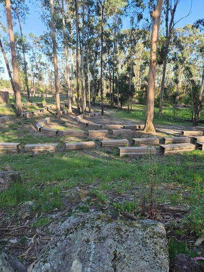 The image depicts a park scene with tall, slender trees lining a path constructed of rectangular wooden segments spaced apart. The trees, likely eucalyptus, reach towards a blue sky. Green grass and other vegetation grow alongside the path and around a large, moss-covered rock in the foreground. The location is within the city of Esposende, Portugal. The scene is bathed in sunlight, casting shadows from the trees and wooden segments onto the ground. There are no people visible in the image.