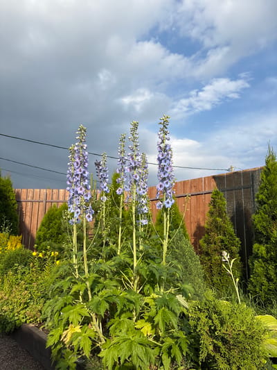 This media file depicts a garden scene with a focus on tall, slender stalks of lavender-colored flowers, likely delphiniums, reaching towards a sky that transitions from bright blue with scattered white clouds to a darker, more ominous grey. The flowers are in bloom, with multiple spires of small, delicate petals. To the right, lush green foliage and evergreen shrubs create a dense, verdant backdrop. A wooden fence, constructed of horizontal planks, runs along the middle ground, partially obscured by the greenery. A dark mesh netting is visible on top of the fence in the upper left portion of the image. In the foreground, more green plants and some yellow flowers are visible. The overall impression is of a vibrant, natural setting experiencing a shift in weather, with a hint of approaching rain. The lighting suggests it is either late afternoon or early morning, with the sun casting shadows and highlighting the textures of the plants. There is no visible text.