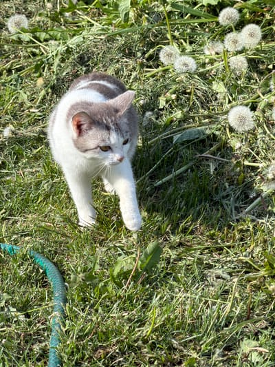 A cat with gray and white fur lies on its back in a patch of grass with dandelions and a coiled green garden hose. The cat is looking up and extending its paws. The location is unknown, and there is no evidence to suggest that it is in Ol'khovo, Russia. There are no people in the image.