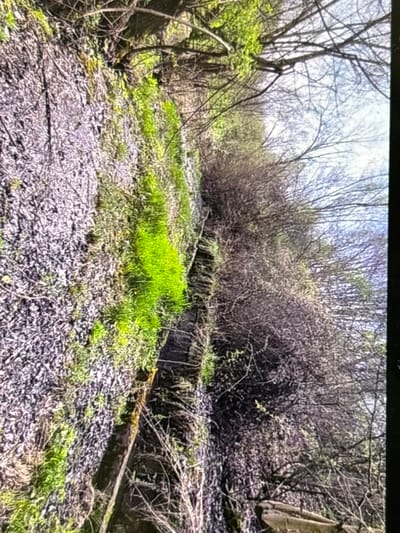 The image presents an overgrown outdoor scene, likely a disused industrial or transportation area, under bright daylight. No individuals or animals are visible.

In the foreground, a path-like area is covered in greyish gravel, interspersed with patches of vibrant, new green grass. To the left, several bare deciduous trees with some light green spring foliage stand tall, their branches reaching towards the sky. Further into the midground, a series of dark, rectangular concrete or stone structures, possibly old foundations, retaining walls, or drainage channels, run horizontally across the frame. These structures are partially covered in moss and encroaching vegetation, highlighting their age and abandonment.

Beyond these structures, the terrain rises, densely covered with a mix of bare branches and bushes just beginning to bud, consistent with an early spring setting. The background shows a bright sky filtering through the upper canopy of the trees, suggesting a sunny or partly cloudy day. The overall scene evokes a sense of nature reclaiming man-made infrastructure. There is no visible text in the image. Given the location context of Wolverhampton, United Kingdom, this could be a section of a former railway line, canal bank, or other industrial heritage site now left to nature.