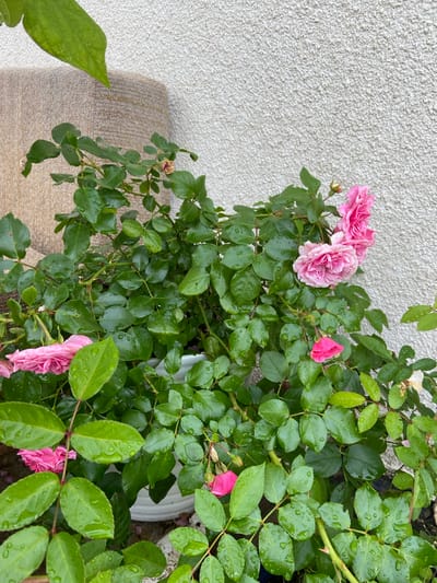 A potted rose bush with pink flowers and green, water-covered leaves is situated outdoors against a textured, off-white wall. A portion of a beige, textured cylindrical object is visible to the left of the bush. The scene appears to be in the city of Meshcherskoye, Russia.