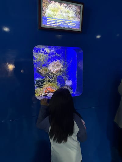 An individual, viewed from behind, stands observing a marine life exhibit in an aquarium located in Shinan District, China. The person, appearing to be a child with long, dark, straight hair, wears a long-sleeved shirt with dark blue shoulders/sleeves and a light gray/white torso. Their hands rest on the lower edge of a rectangular aquarium tank, which has rounded corners and is illuminated with a blue light.
Inside the tank, various marine organisms are visible, including multiple light-colored, bushy sea anemones, abundant green seaweed, and sections of orange and red coral or sponges on a rocky substrate. Above the aquarium, a framed display screen shows a close-up image of a similar light-colored sea anemone identified by Chinese characters and the English name "Radianthus kuekenthali." The surrounding walls are a solid dark blue. The scene is indoors, with ambient lighting outside the tank appearing dim, emphasizing the illuminated exhibit.