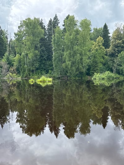 The image depicts a serene natural scene, likely a lake or slow-moving river, bordered by a dense forest. The water's surface acts as a mirror, reflecting the lush greenery of the trees and the overcast sky above. The forest is a mix of deciduous and coniferous trees, with varying shades of green and some lighter-colored trees, possibly birch, interspersed. Dead, leafless trees are also visible, adding a touch of wildness to the landscape. A small clump of tall grass or reeds breaks the continuity of the tree line on the left side of the water. The reflection in the water is clear, with the dark color of the water slightly obscuring the finer details of the reflection, but still clearly showing the forms of the trees and the cloudy sky. The overall impression is one of tranquility and natural beauty. The location is not explicitly identifiable as Podolino, Russia without further information or context.