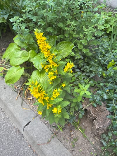 The image shows a patch of ground adjacent to a cracked concrete curb and asphalt. A cluster of bright yellow flowers, identified as Lysimachia punctata, is prominent in the foreground, with large, glossy green leaves of a hosta plant to the left and various other green plants and vines surrounding it. A weathered tree stump with a hollow interior is visible to the right, partially overgrown with greenery. The scene depicts a naturalistic planting in an urban setting, likely in Bila Tserkva, Ukraine. No people are present, and no discernible actions or interactions are occurring. The environment is characterized by a mix of cultivated and wild vegetation against urban infrastructure.