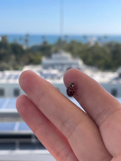 A close-up shot captures a ladybug resting on the tip of a person's index finger. The ladybug is red with black spots. In the background, a blurred view of the ocean and buildings suggests a coastal city, possibly Santa Monica, California, United States of America. The sky is clear and blue.