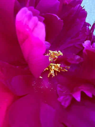 A close-up, macro photograph focuses on the vibrant pink petals and yellow stamens of a peony flower. The petals are large, soft, and layered, with some appearing slightly translucent and others more opaque. Pollen dust is visible on the stamens and some of the petals. The background is out of focus, creating a bokeh effect that emphasizes the flower. The overall impression is one of lush, natural beauty. There is no indication of the city of Solnechnogorsk, Russia, or any urban environment within the image.