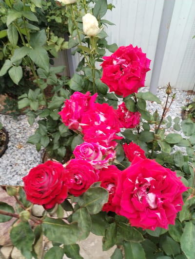This media file showcases a close-up view of a rose bush with several vibrant flowers in bloom, set against a backdrop that suggests an outdoor garden in Lepeshki, Russia. The main subjects are the roses themselves, which display a variety of colors, primarily deep pink and crimson, with some white and light pink accents on their petals. Several roses are fully bloomed, revealing their intricate petal structures, while others are buds, hinting at future blooms.

The setting appears to be a garden with a light-colored wooden fence in the background, a grey metal pole, and a path or ground covered in light-colored gravel. Green foliage from the rose bush and other surrounding plants fills much of the frame, providing a lush and natural environment. The lighting suggests it could be daytime, possibly late afternoon or early evening, given the softness of the light and the lack of harsh shadows. There are no people visible in the image, and no specific activity is taking place other than the natural growth and blooming of the roses.

Notable details include the texture of the rose petals, the veins on the leaves, and the sharp, pointed tips of the rose buds. The presence of gravel and a wooden fence are clear location cues, consistent with a garden setting in Russia. The overall impression is one of natural beauty and the quiet display of flora. There is no visible text in the image.