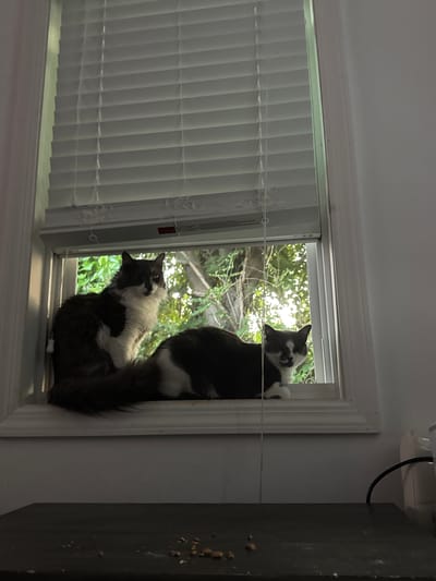 In Bellmore, New York, a domestic scene unfolds with two tuxedo cats positioned on a windowsill. The cats, one sitting and alert, the other lying down, are framed by white blinds partially obscuring an outdoor view of greenery and trees. The windowsill itself is white, and the wall to the right is also white. Below the windowsill, a dark surface, possibly a table or shelf, is visible, with scattered crumbs on it. Electrical cords and a white object, possibly a charger, are present on the far right. The lighting suggests an indoor setting, possibly during the day.