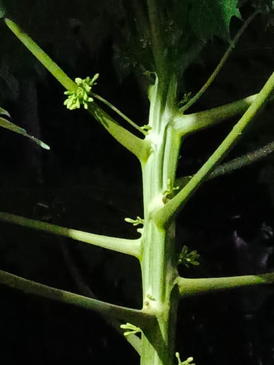 This is a close-up, vertical shot of a green plant stem with multiple branches. Small, light green buds are visible at the junctions of some branches and along the main stem. The background is dark, suggesting it is nighttime or the plant is in shade. The image does not provide any information about the location in the city of Payacut, Indonesia, or any details about people, actions, or interactions.