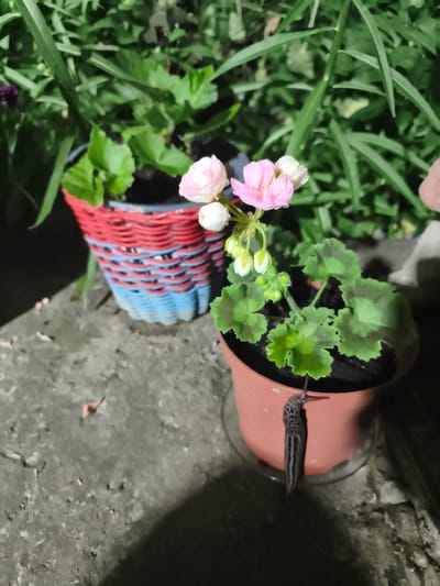 In a close-up, low-angle shot, a slug with dark stripes on a gray and white patterned body clings to the rim of a terracotta pot. Inside the pot, a geranium plant with green leaves and a stalk of pink and white flowers is visible. The pot rests on a clear plastic saucer. In the background, a red and blue woven basket holds another plant with green leaves. The scene appears to be outdoors on a rough concrete surface, with out-of-focus greenery in the background suggesting a garden setting. The lighting suggests it is evening or nighttime.