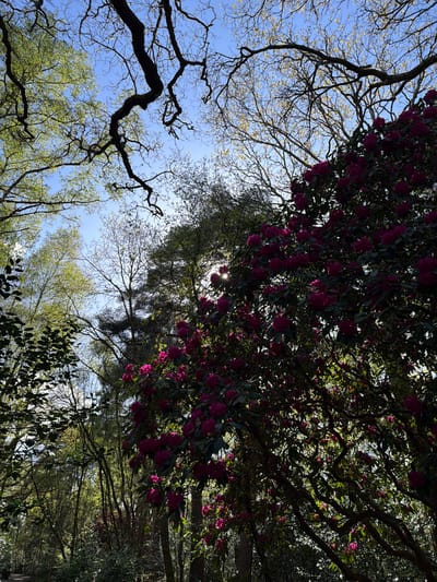 The image captures an upward view through a dense canopy of trees and flowering shrubs against a bright blue sky. On the left side of the frame, intricate patterns of dark, bare tree branches are visible, some beginning to sprout light green, nascent leaves, suggesting early spring.
Dominating the right and upper portions of the image are abundant clusters of deep pink or magenta flowers, characteristic of rhododendrons, interspersed with their dark green leaves. The sunlight is strong, filtering through the foliage, creating bright highlights on the flowers and leaves while casting many areas into deep shadow, enhancing the contrast and texture. Several sun flares or bright spots are visible where the sun penetrates directly through gaps in the leaves, particularly in the upper right and central areas.
Various shades of green foliage from different trees fill the background and mid-ground, some appearing brighter and more vibrant where caught by the light, others darker and less defined in shadow. The overall scene conveys a sunny daytime setting in a natural, lush environment. There are no people or man-made objects visible, and no discernible text. The perspective emphasizes the sprawling reach of the branches and the vibrant bloom of the flowers overhead.
