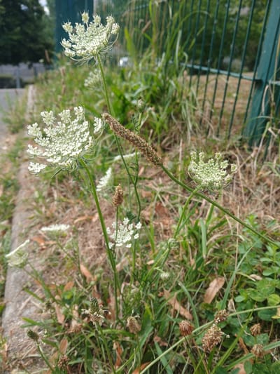 This is a vertical, close-up photograph taken outdoors, likely during the day under natural light, with no discernible weather conditions. The primary subjects are wild plants growing in a grassy area. Dominating the foreground and midground are clusters of delicate, white flowers, characteristic of Queen Anne's Lace or a similar wildflower, with intricate, lace-like umbels. One prominent flower head is in sharp focus, with its fine petals and intricate structure clearly visible.
Interspersed with the white flowers are brown, spiky seed heads, appearing to be from a different type of plant, possibly a type of grass or weed. These seed heads vary in size and density, with one particularly long and brown one to the left of the frame. The background is a mix of green grass, dry brown vegetation, and hints of other plants with small leaves. A portion of a dark green metal fence is visible on the left side of the image, suggesting an urban or semi-urban setting, perhaps a park or the edge of a field. In the lower left, a blurred view of trees and what might be a paved surface can be seen, indicating a location in Charleville-Mézières, France. There is no text visible in the image. The overall impression is one of natural growth and the cycle of life in a wild or semi-wild setting.